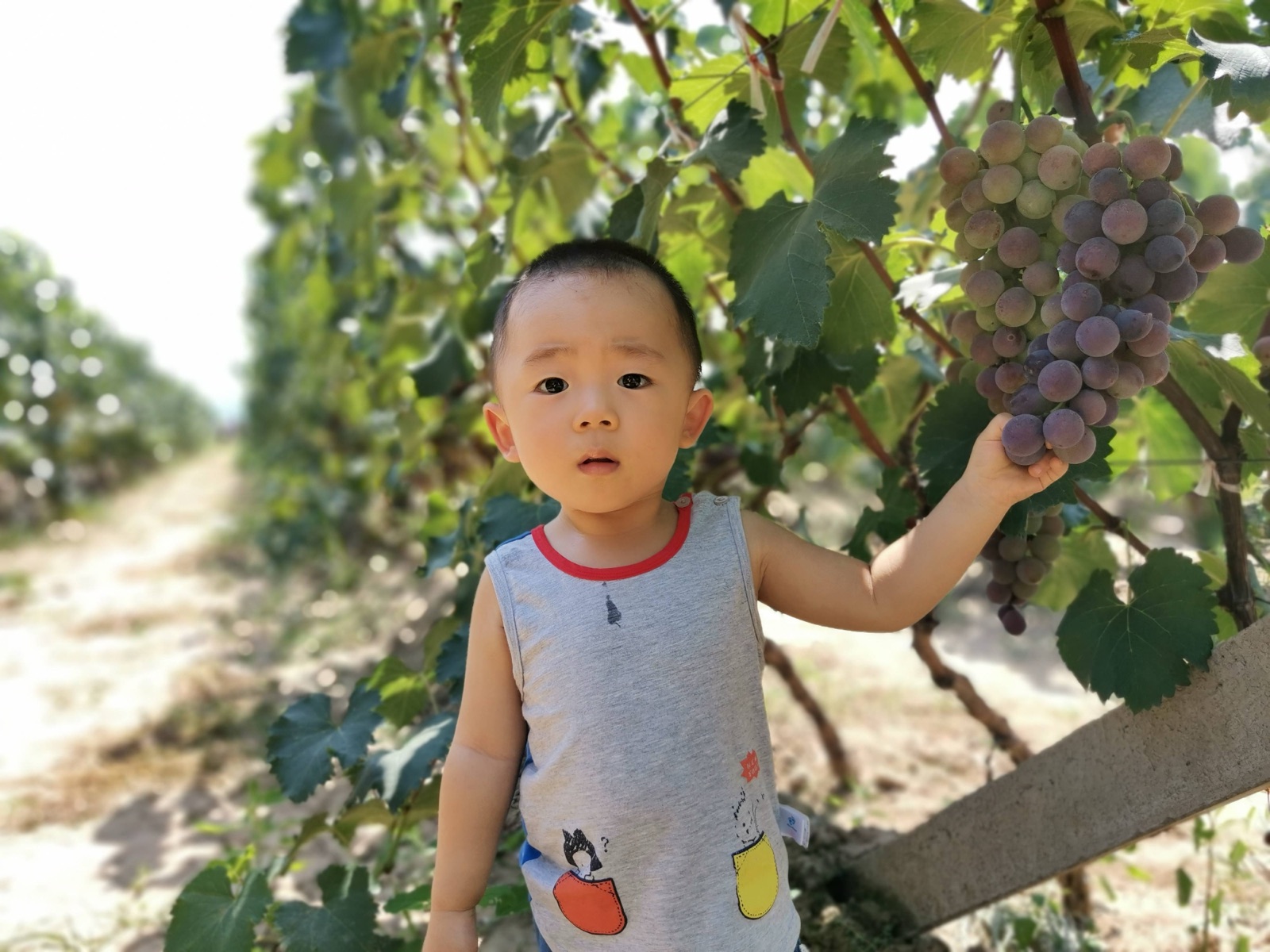 2019 年 8 月 15 日葡萄树条目所附照片，刘一站在葡萄架下托着一大串葡萄